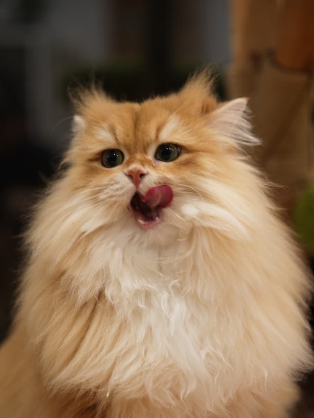 Latte 的正面肖像